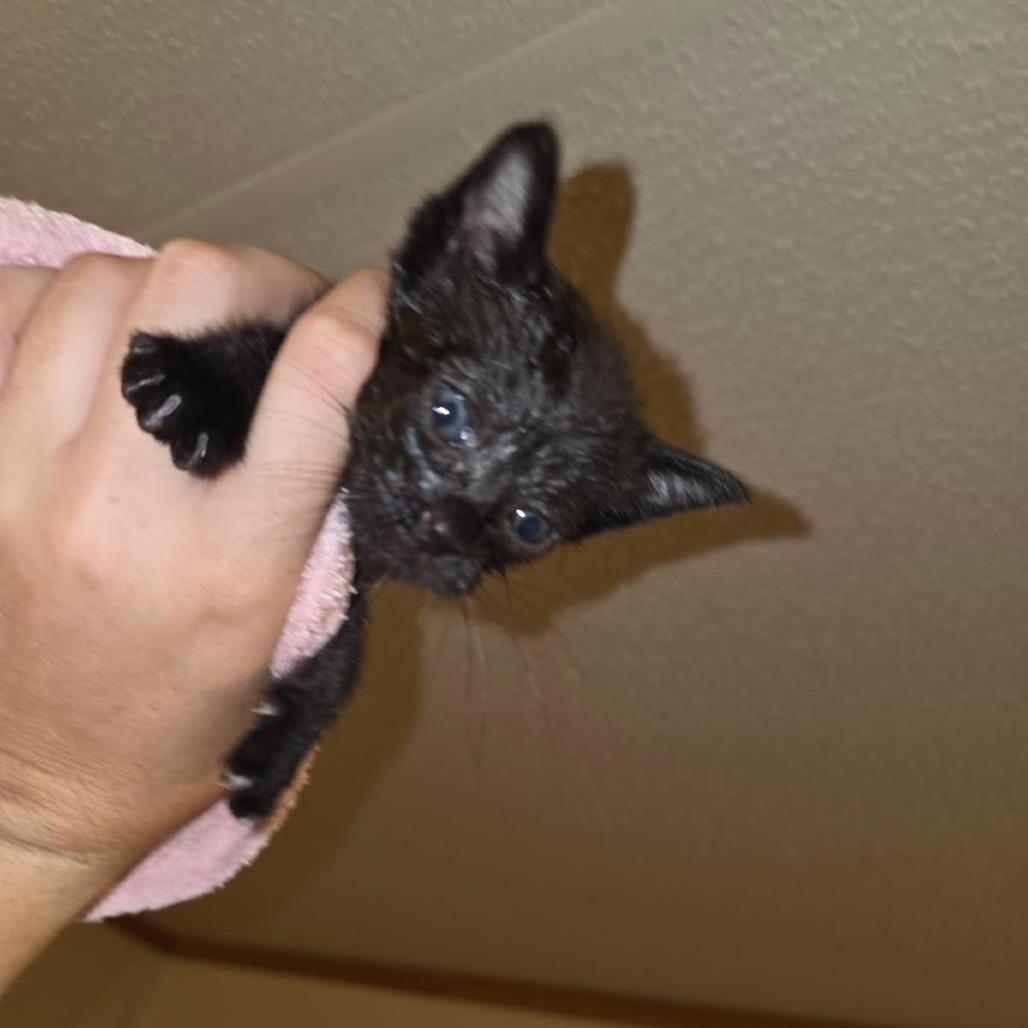 Rook, a Adoptable Domestic Short Hair in Okmulgee, OK image 3/3