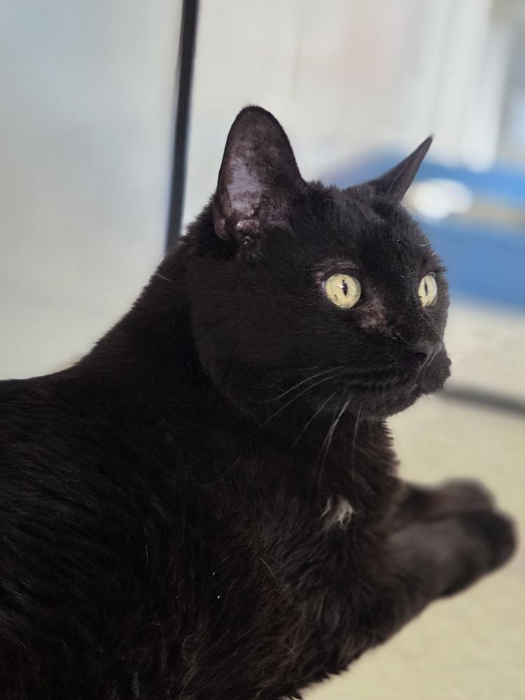 Moo Moo, Adoptable, Senior Male Domestic Medium Hair.