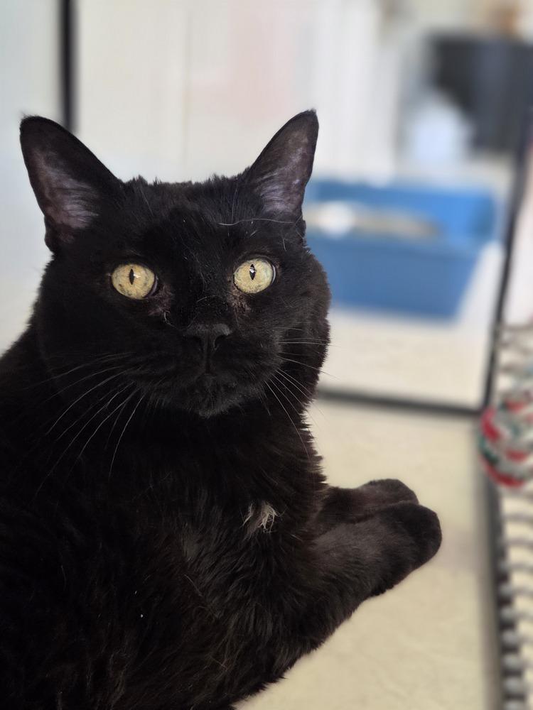Enlarge Moo Moo, a Adoptable mixed breed in Salmon, ID image 2/3