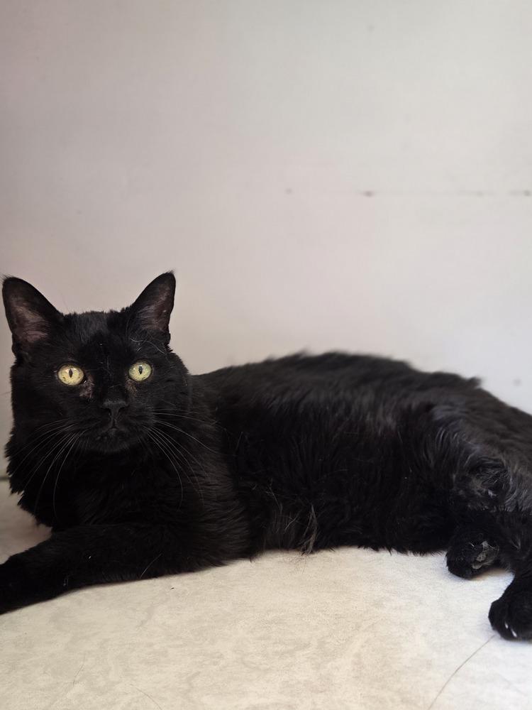 Enlarge Moo Moo, a Adoptable mixed breed in Salmon, ID image 3/3
