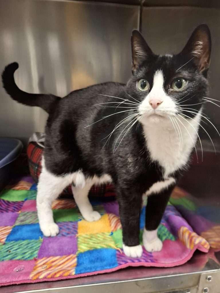 YIN YANG, adopted, Adult Female Tuxedo.