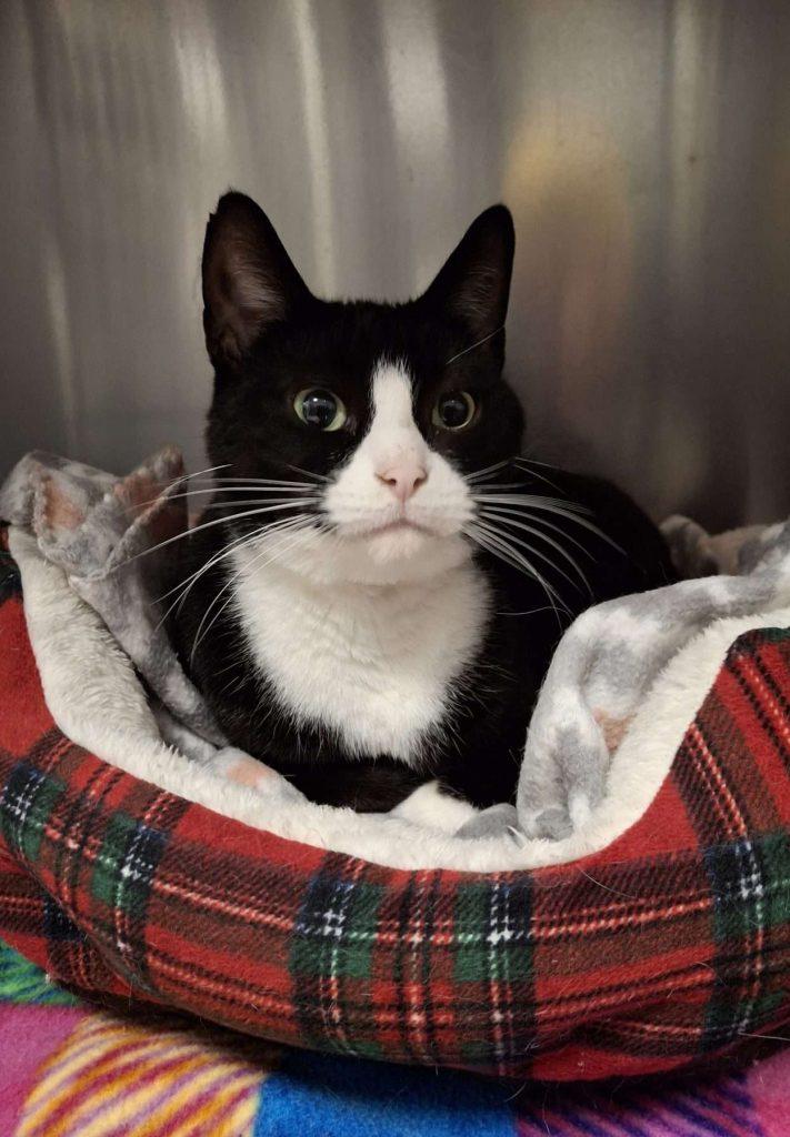 Enlarge YIN YANG, an adopted Tuxedo in Ironwood, MI image 2/3