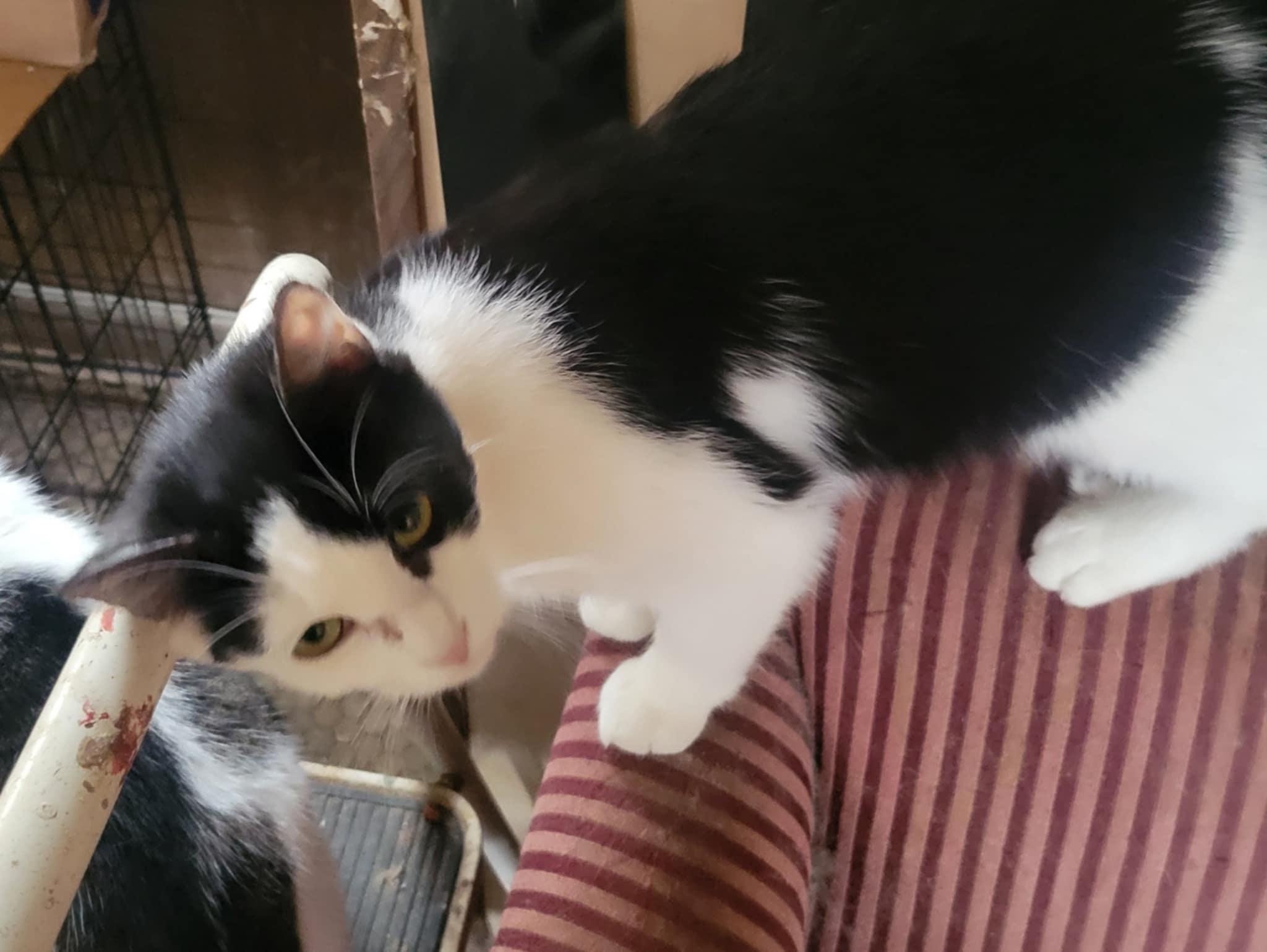 Maybelline, Adoptable, Adult Female Domestic Short Hair.