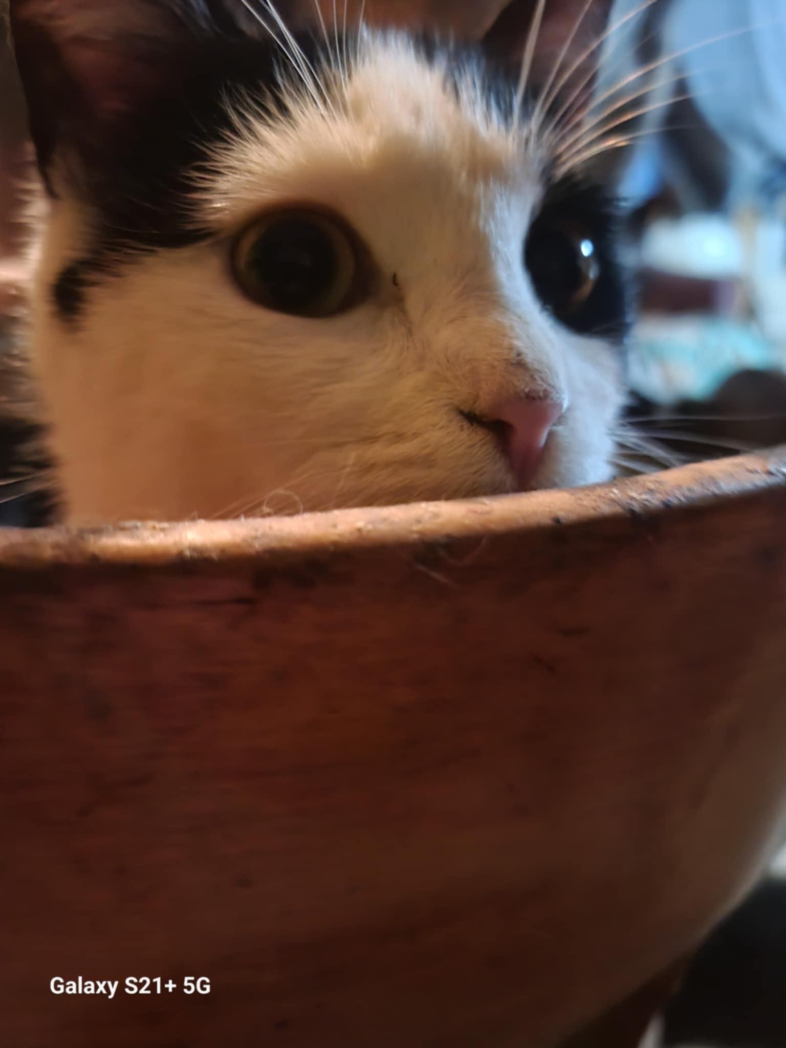 Maybelline, a Adoptable Domestic Short Hair in Trinity, NC image 2/3