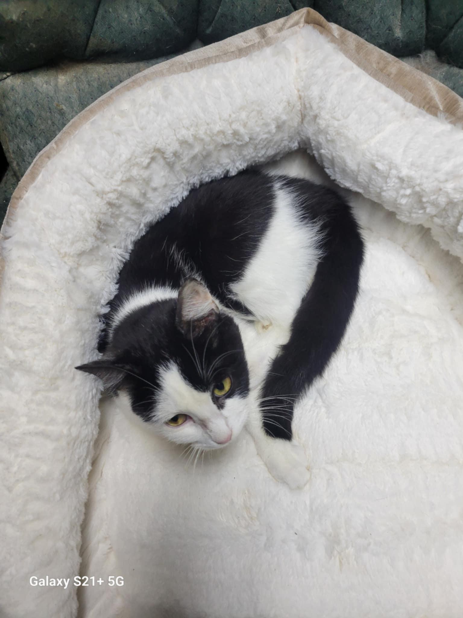 Maybelline, a Adoptable Domestic Short Hair in Trinity, NC image 3/3