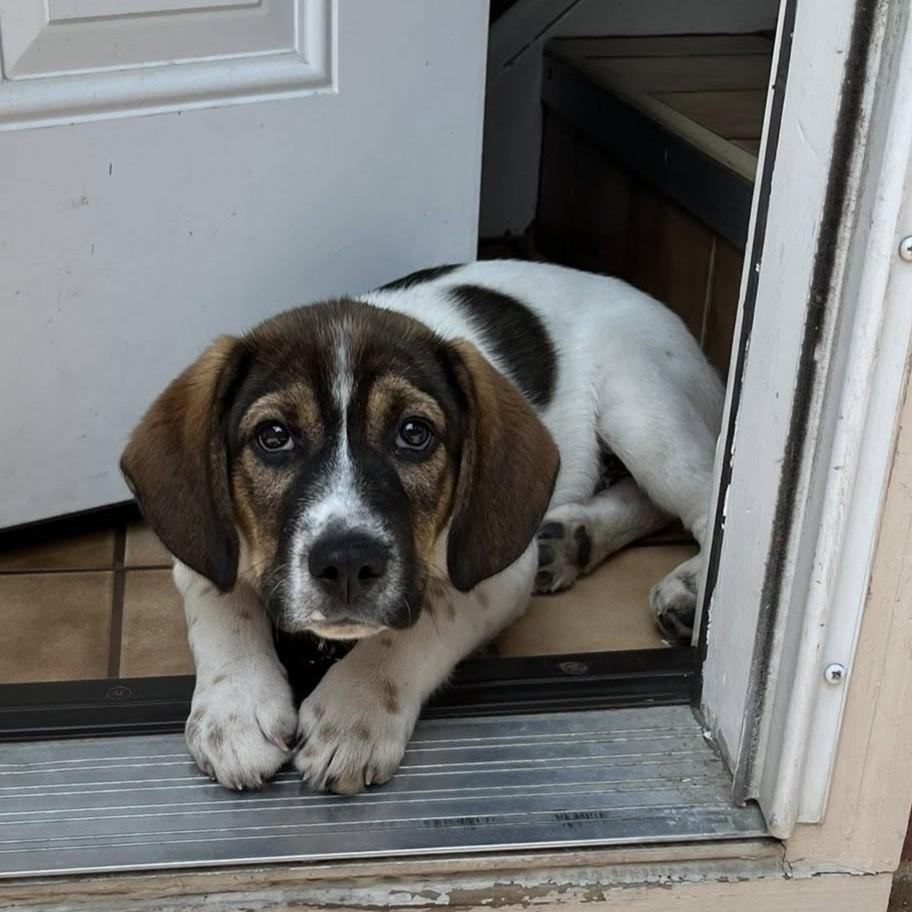 Coriander, Baby Male Beagle