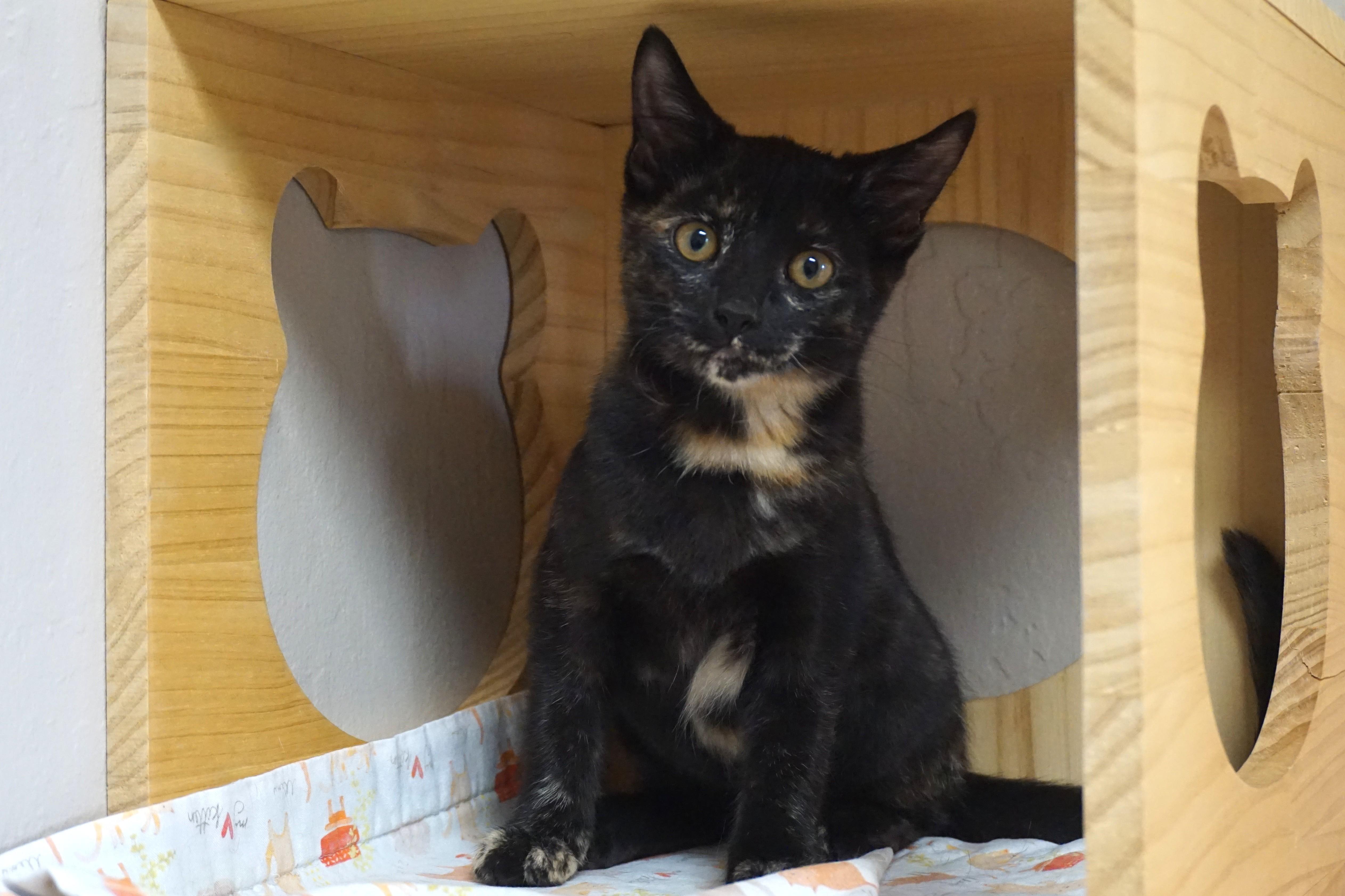 Enlarge Adventurefuls Addie, an adoptable Domestic Short Hair in Fountain Hills, AZ image 3/5