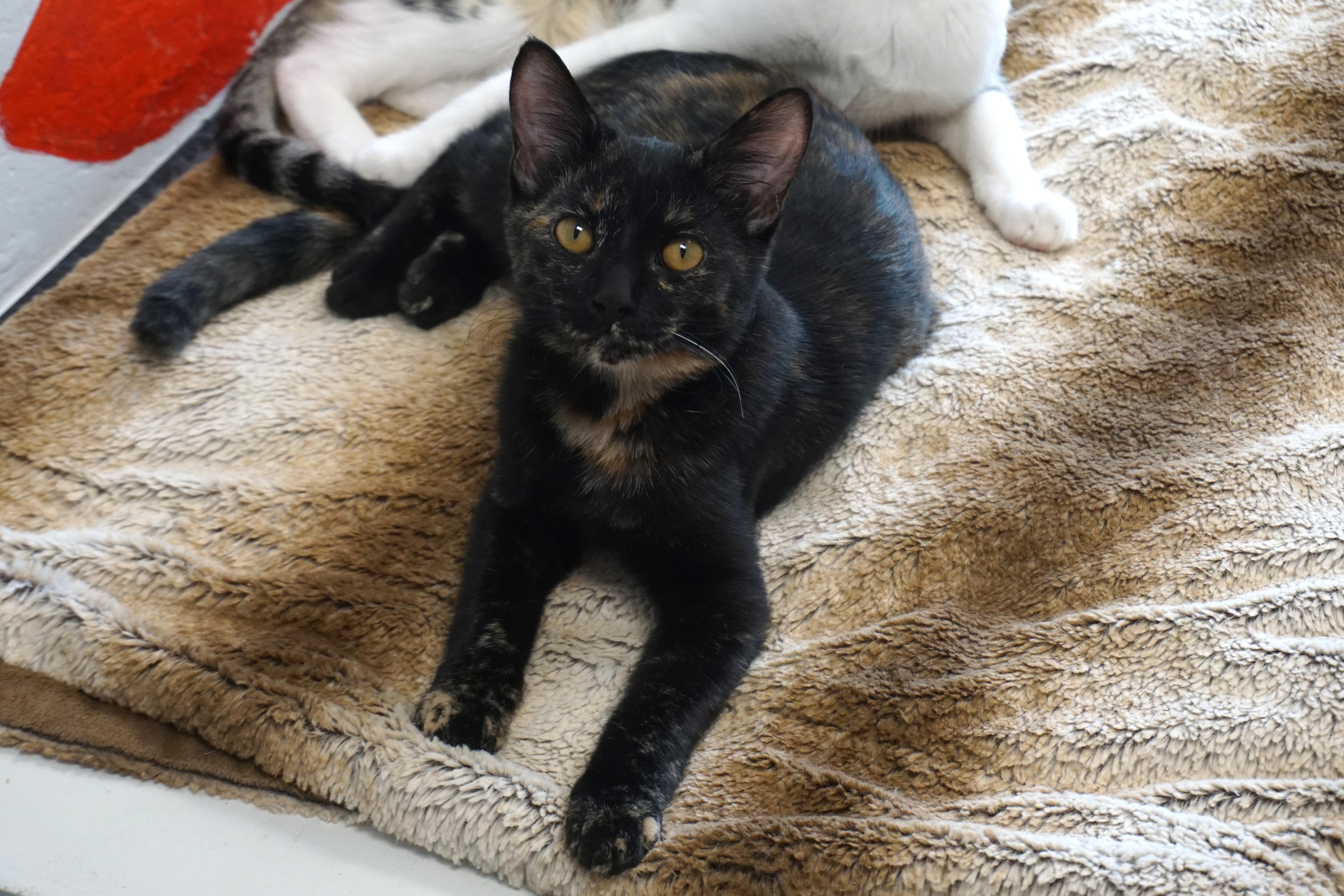 Adventurefuls Addie, adoptable, Kitten Female Domestic Short Hair.