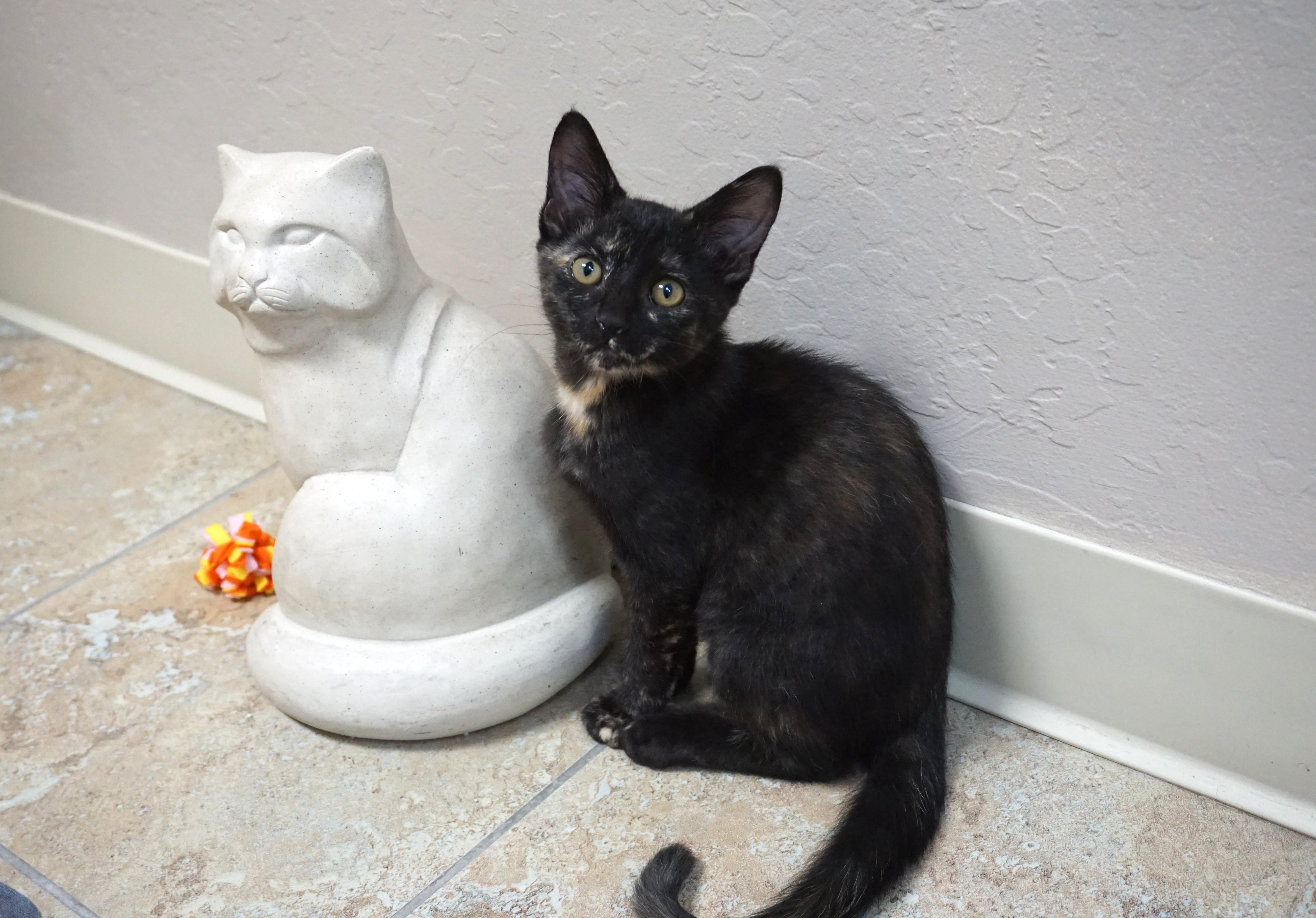 Enlarge Adventurefuls Addie, an adoptable Domestic Short Hair in Fountain Hills, AZ image 2/5