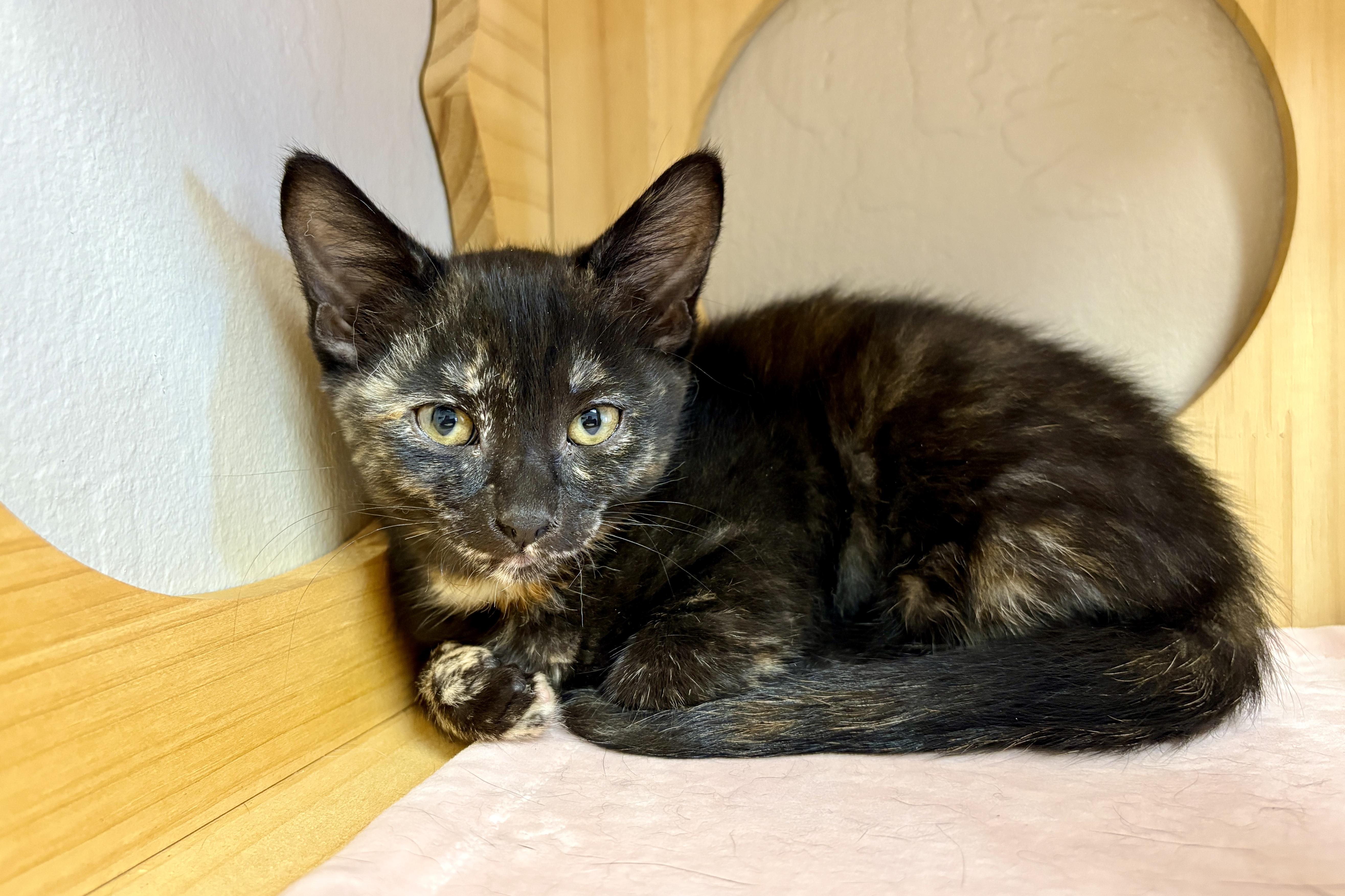 Enlarge Adventurefuls Addie, an adoptable Domestic Short Hair in Fountain Hills, AZ image 4/5