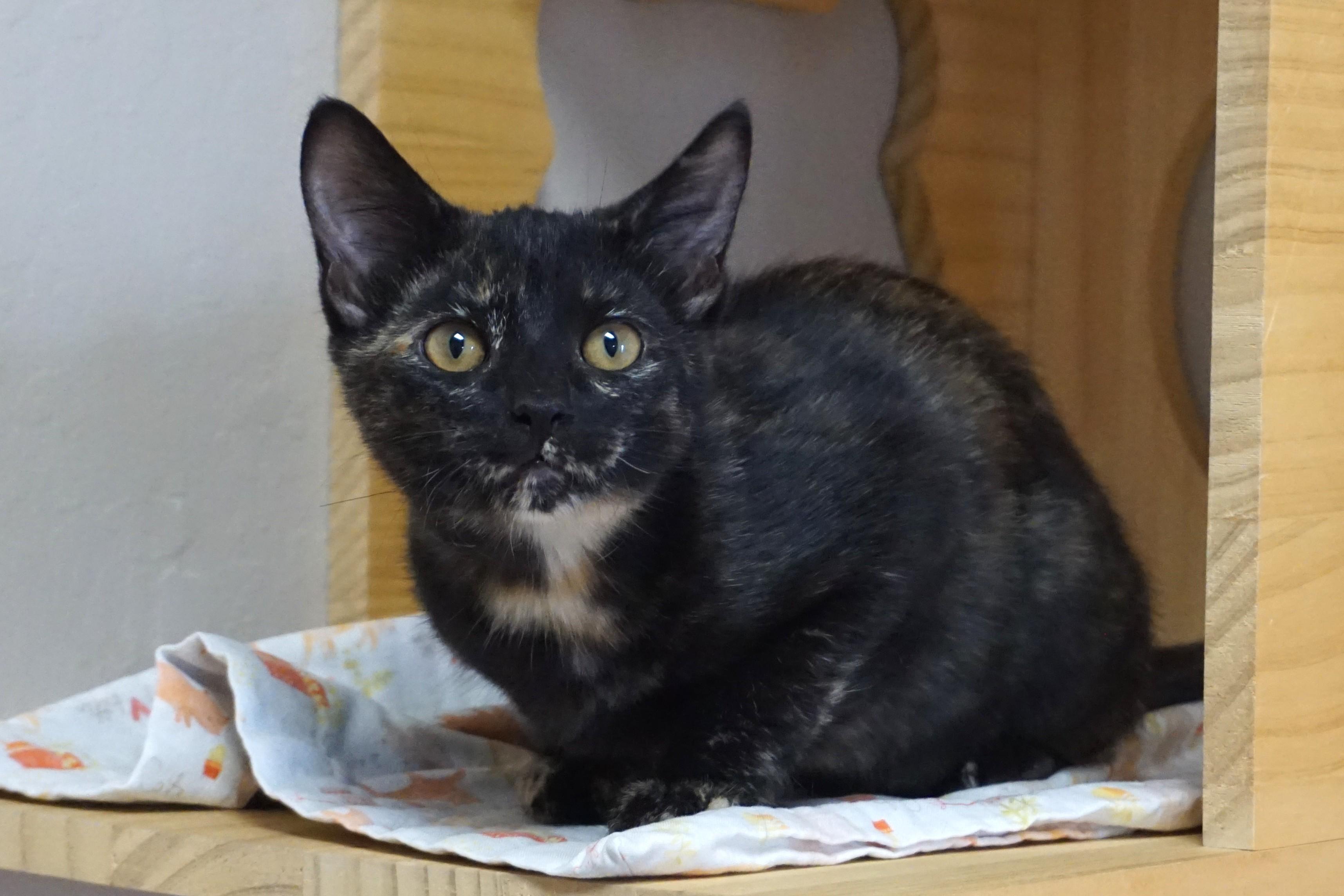 Adventurefuls Addie, adoptable, Kitten Female Domestic Short Hair.