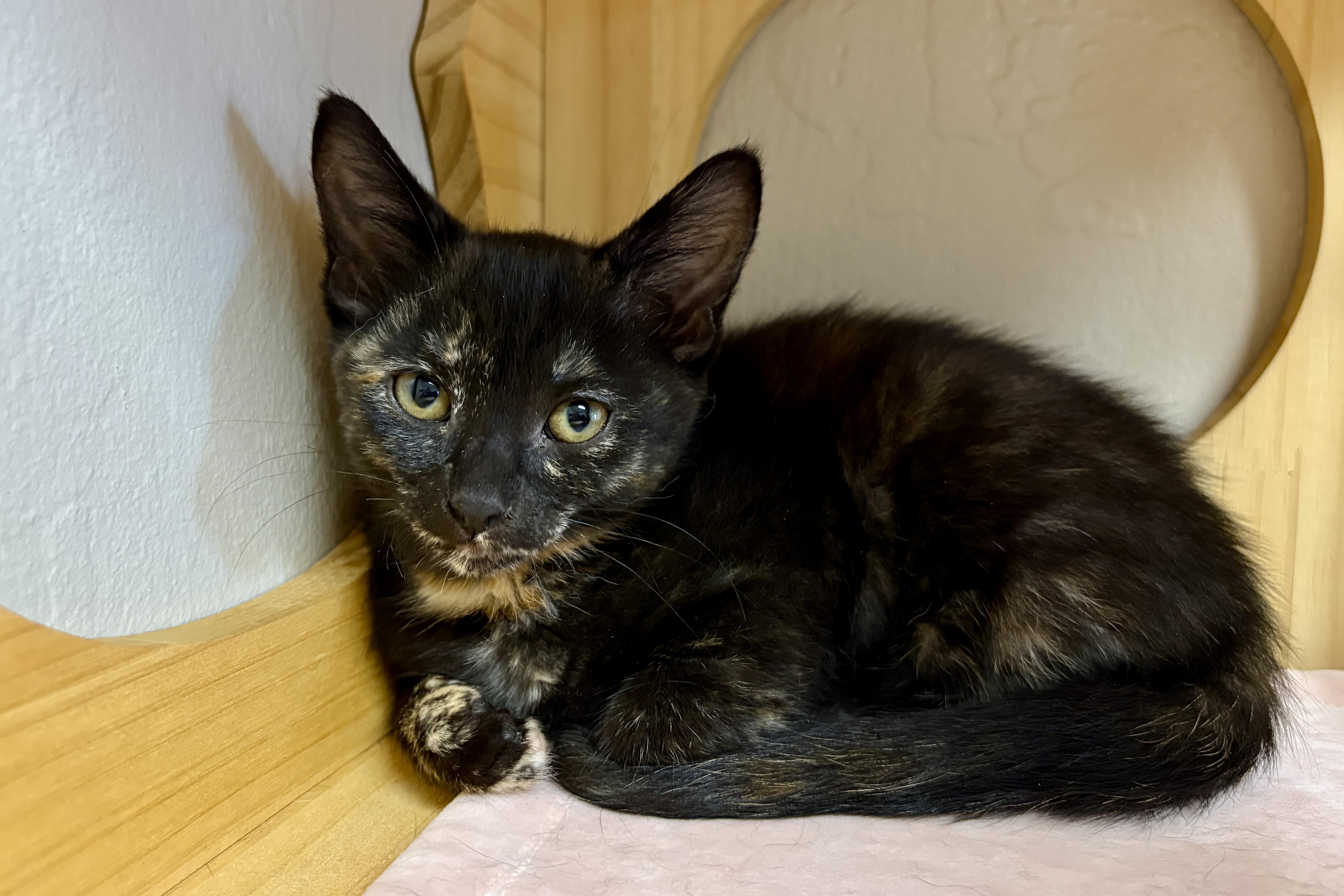 Enlarge Adventurefuls Addie, an adoptable Domestic Short Hair in Fountain Hills, AZ image 5/5