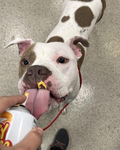 Cody, a Adoptable mixed breed in Fishers, IN image 1/3