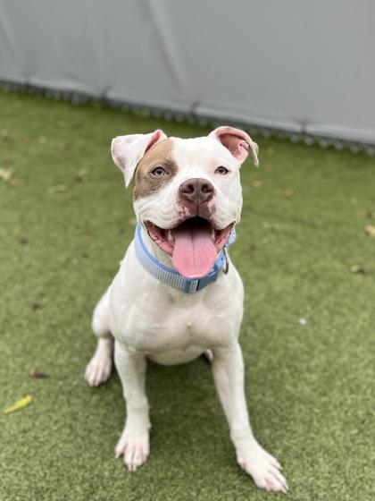 Cody, a Adoptable mixed breed in Fishers, IN image 2/3