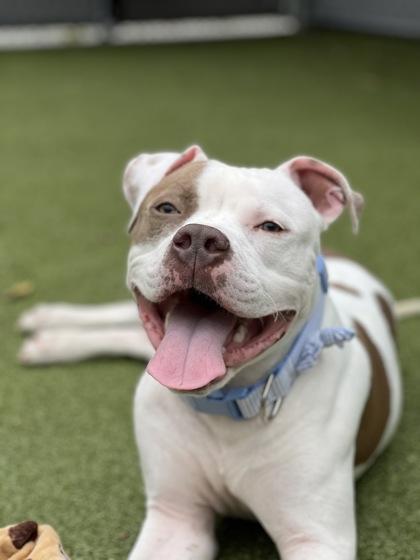 Cody, a Adoptable mixed breed in Fishers, IN image 3/3