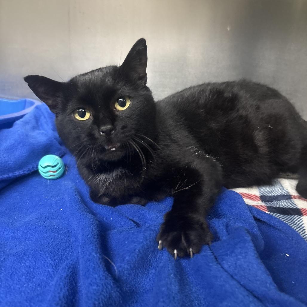 Hershey, Adoptable, Adult Male Domestic Short Hair.