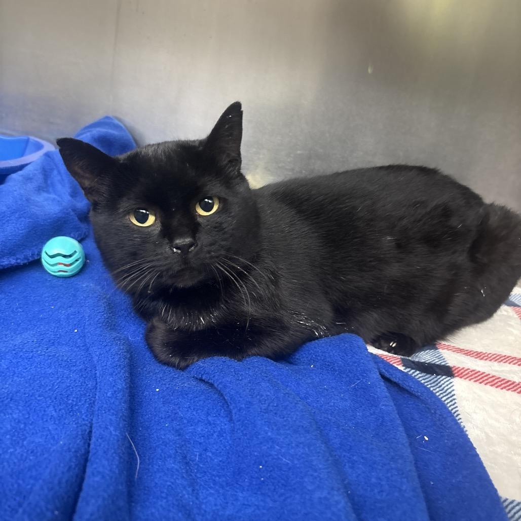 Enlarge Hershey, a Adoptable Domestic Short Hair in Canastota, NY image 2/2