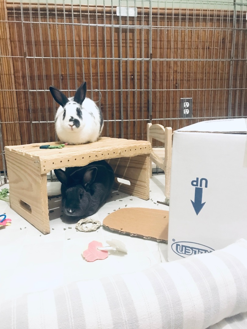 Bunyoncé & Hay-Z photo 2