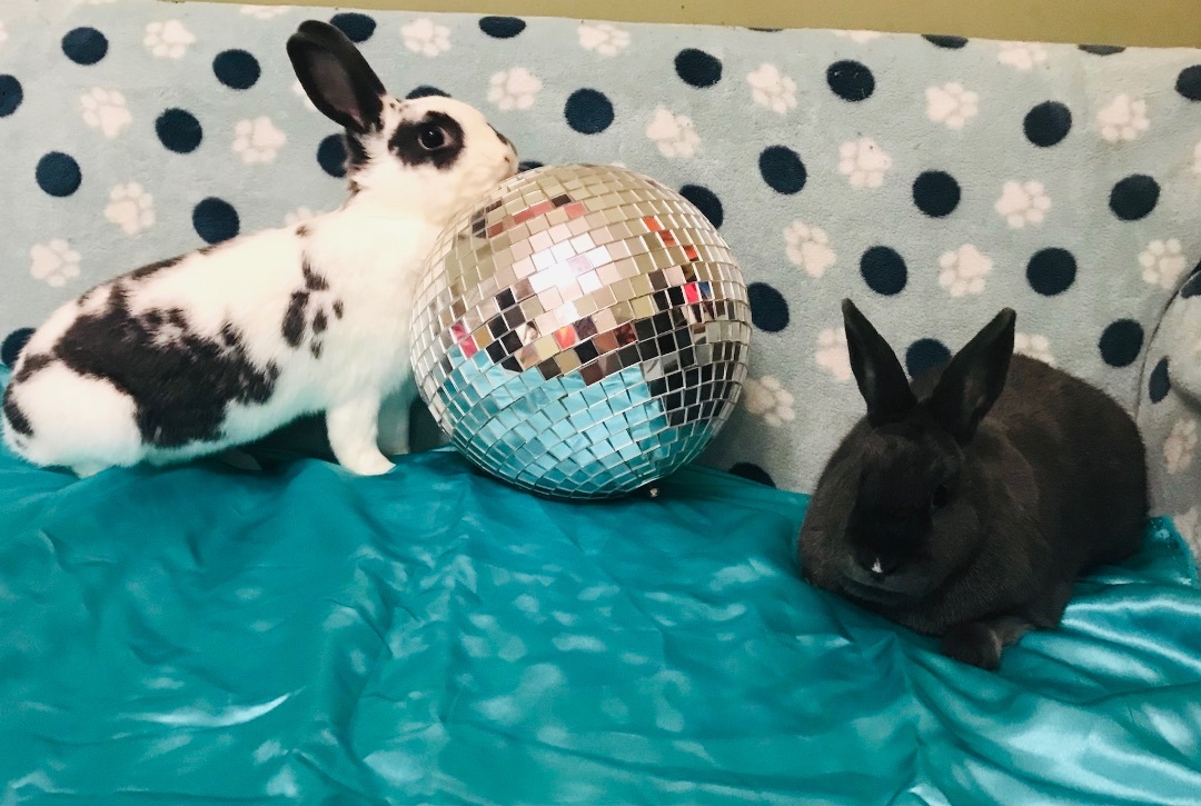 Enlarge Bunyoncé & Hay-Z, a Adoptable English Spot in Lockport, IL image 9/11