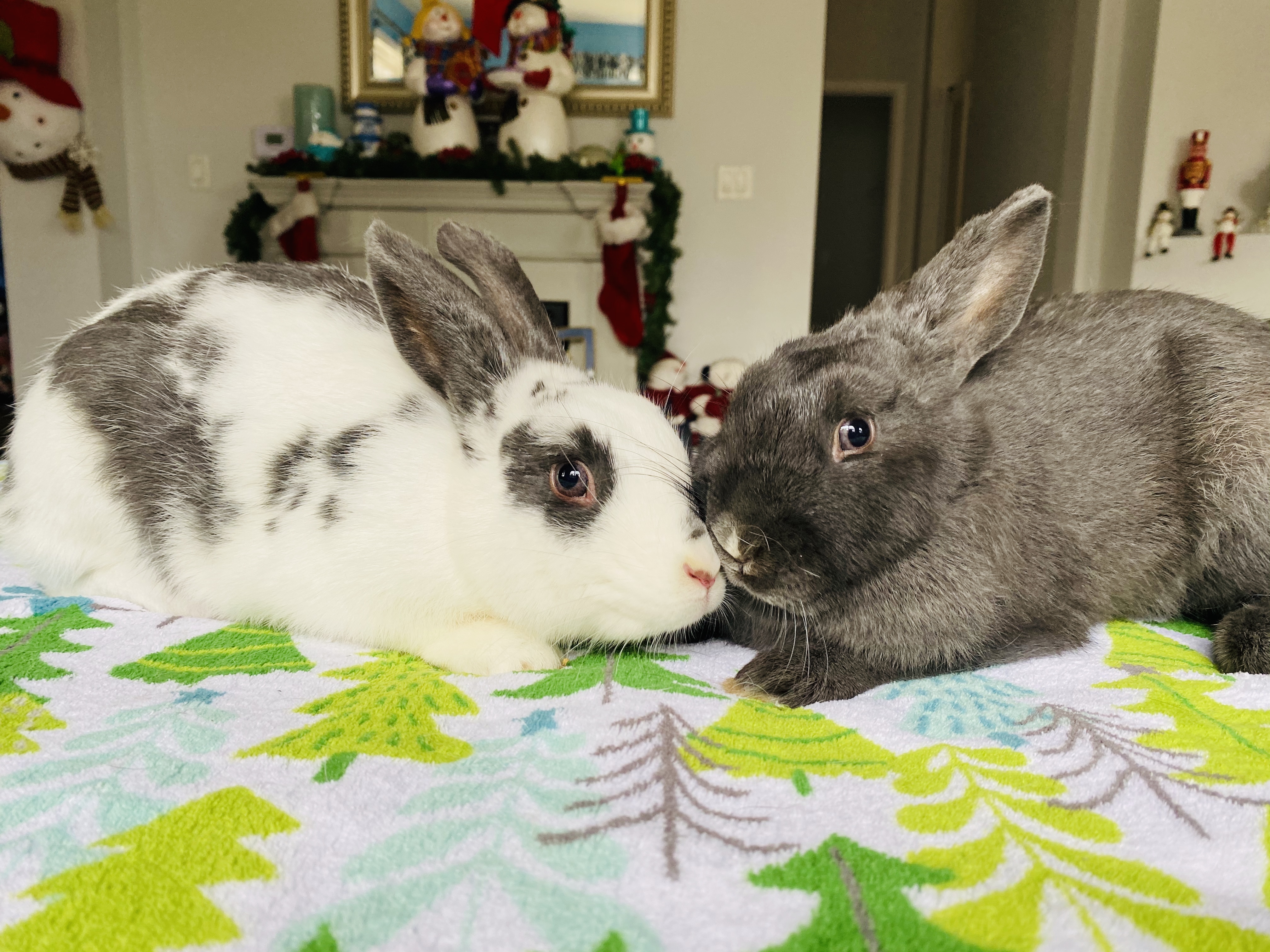 Enlarge Bunyoncé & Hay-Z, a Adoptable English Spot in Lockport, IL image 10/11