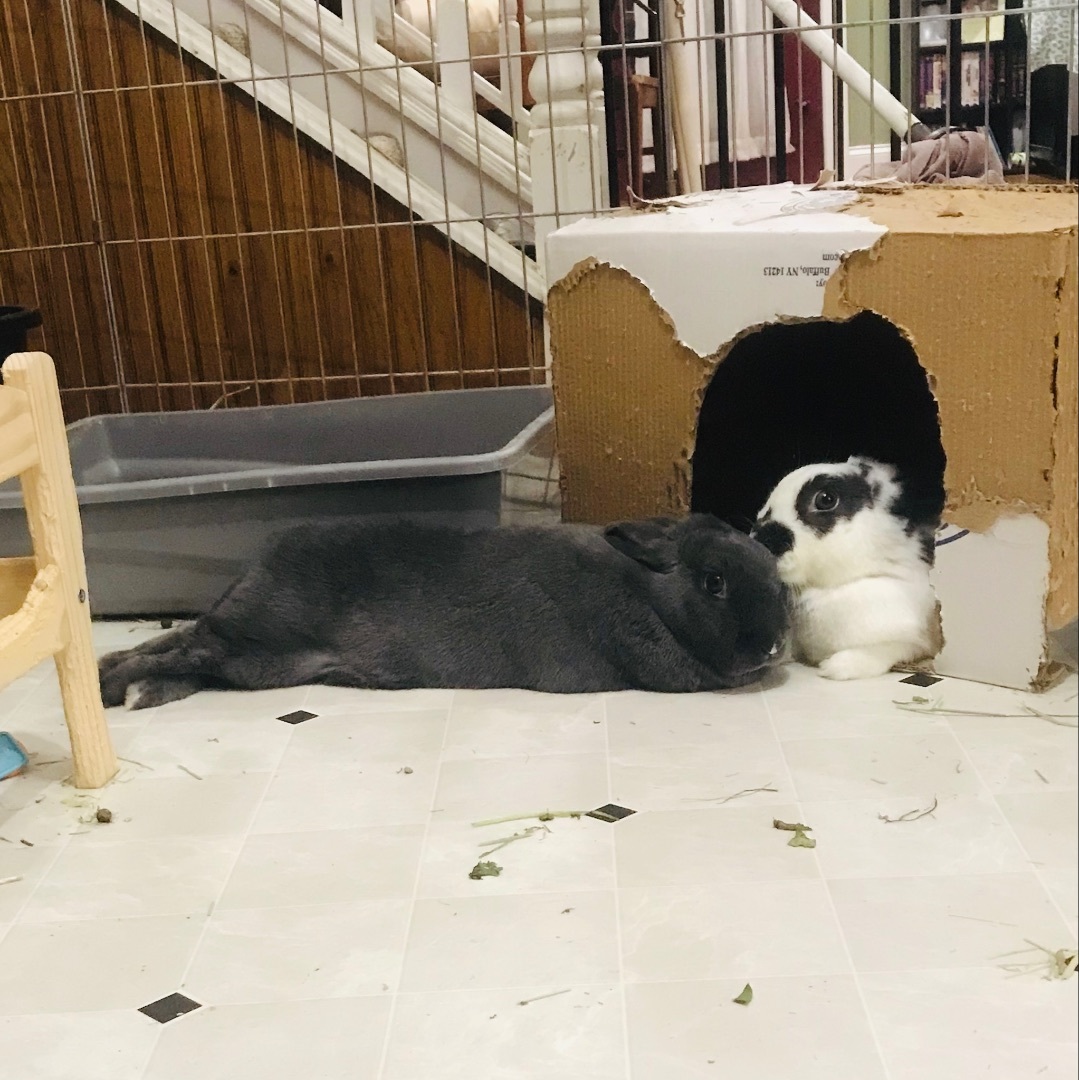 Enlarge Bunyoncé & Hay-Z, a Adoptable English Spot in Lockport, IL image 11/11