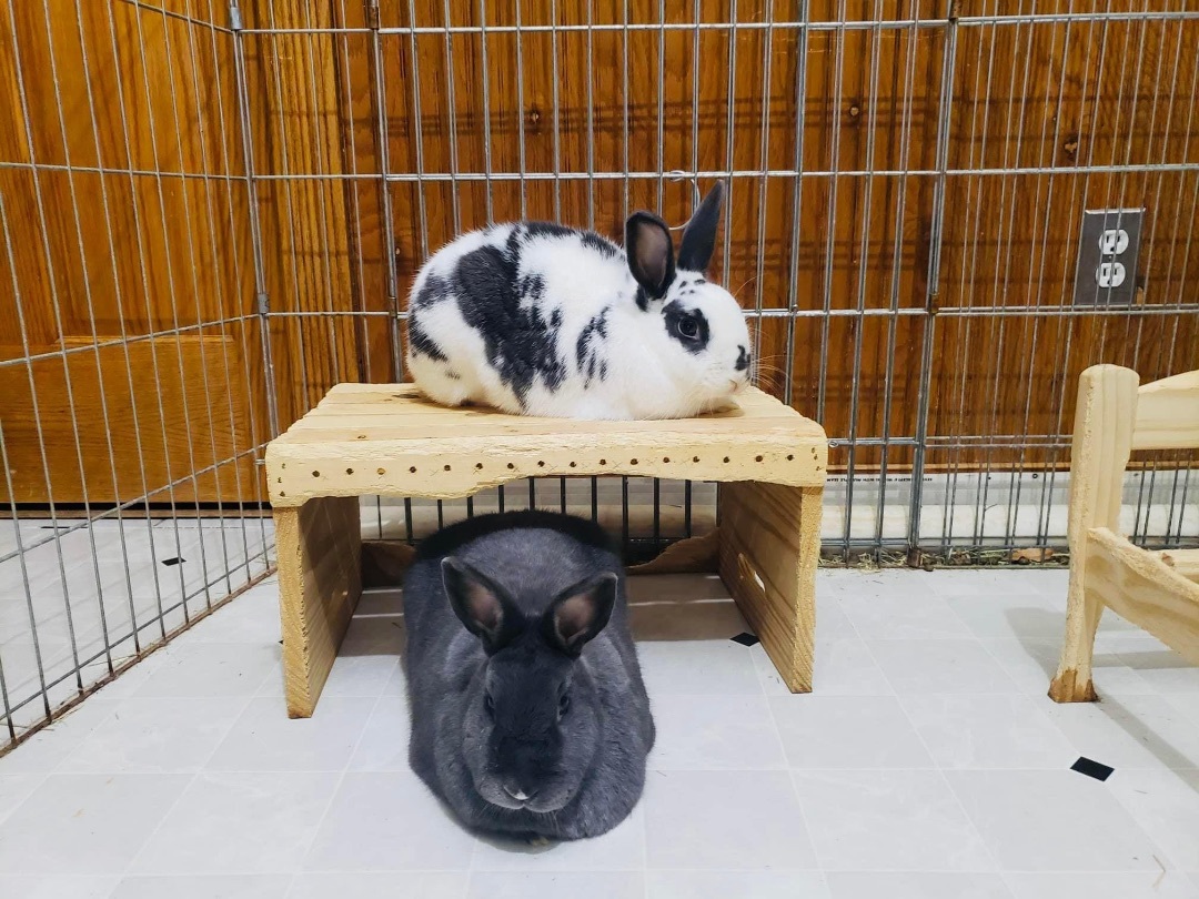 Enlarge Bunyoncé & Hay-Z, a Adoptable English Spot in Lockport, IL image 1/11