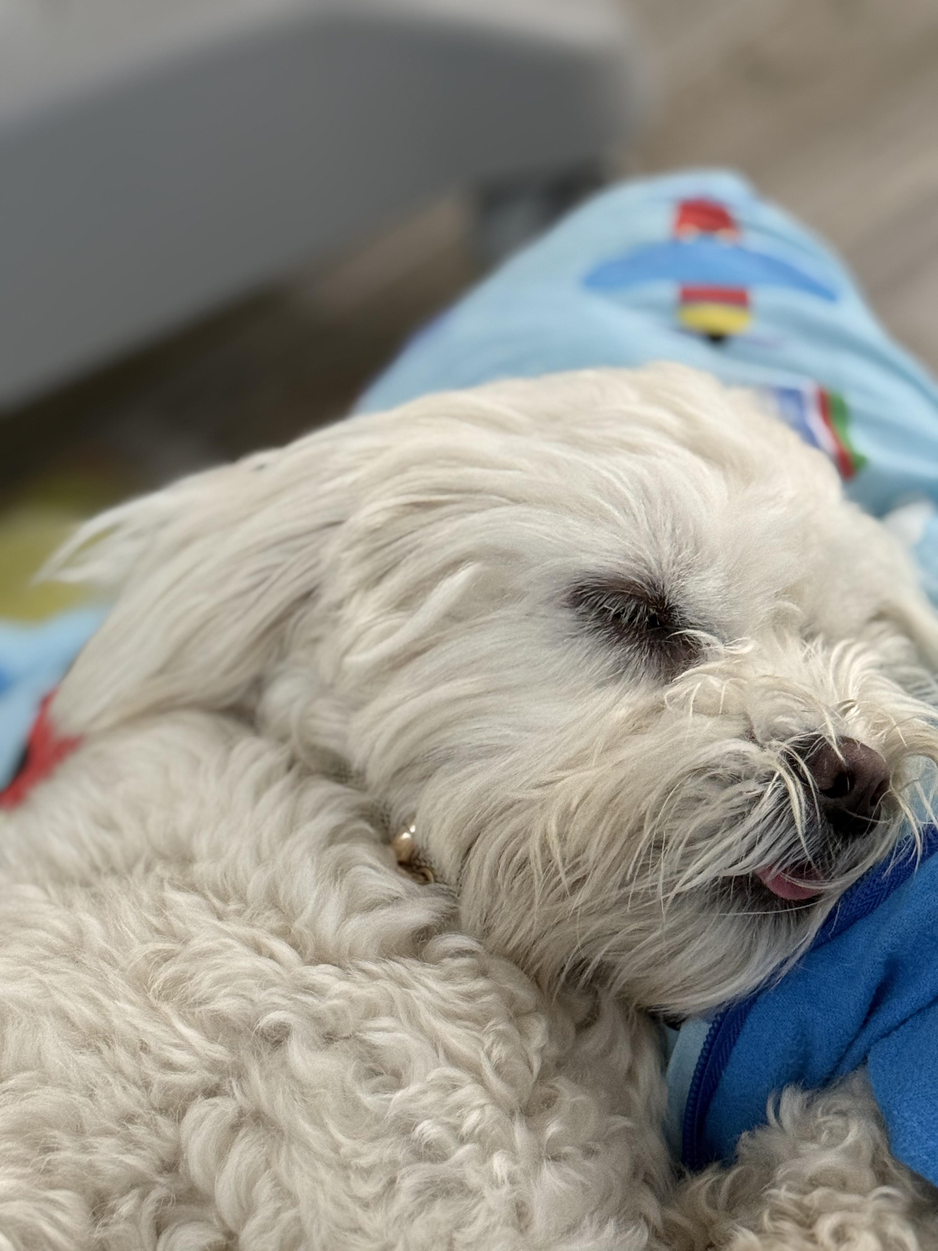 Enlarge  GINA, an adopted Maltipoo in Centreville, VA image 4/6