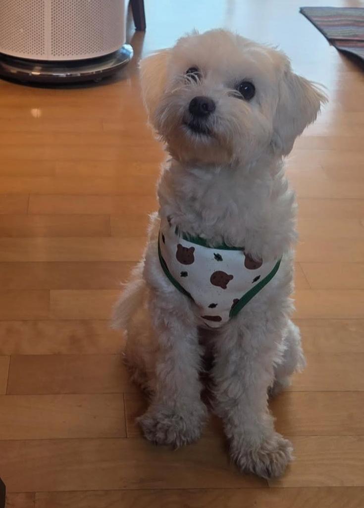 Enlarge  GINA, an adopted Maltipoo in Centreville, VA image 2/6