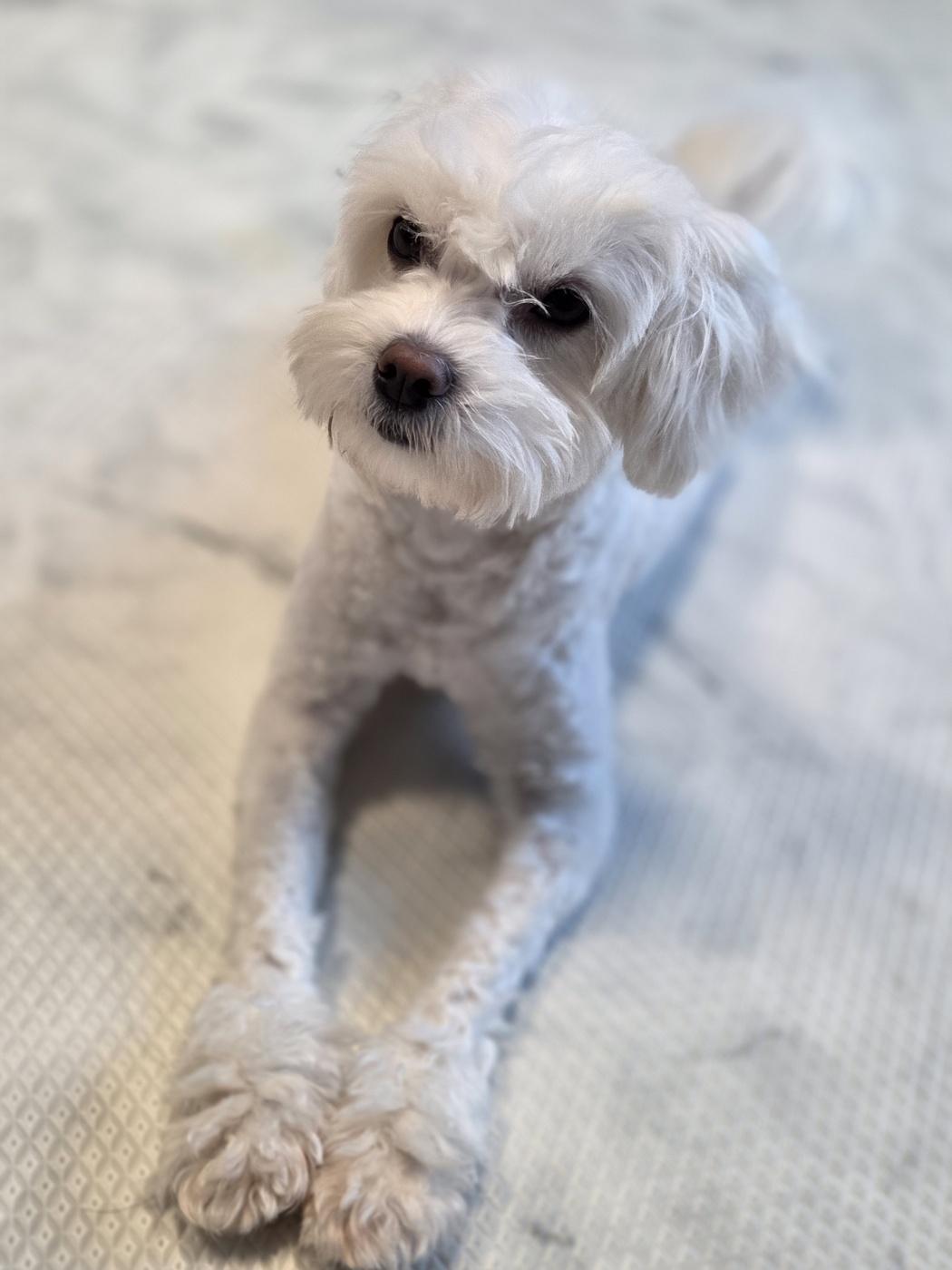 Enlarge  GINA, an adopted Maltipoo in Centreville, VA image 5/6