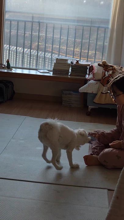 Enlarge  GINA, an adopted Maltipoo in Centreville, VA video 6/6