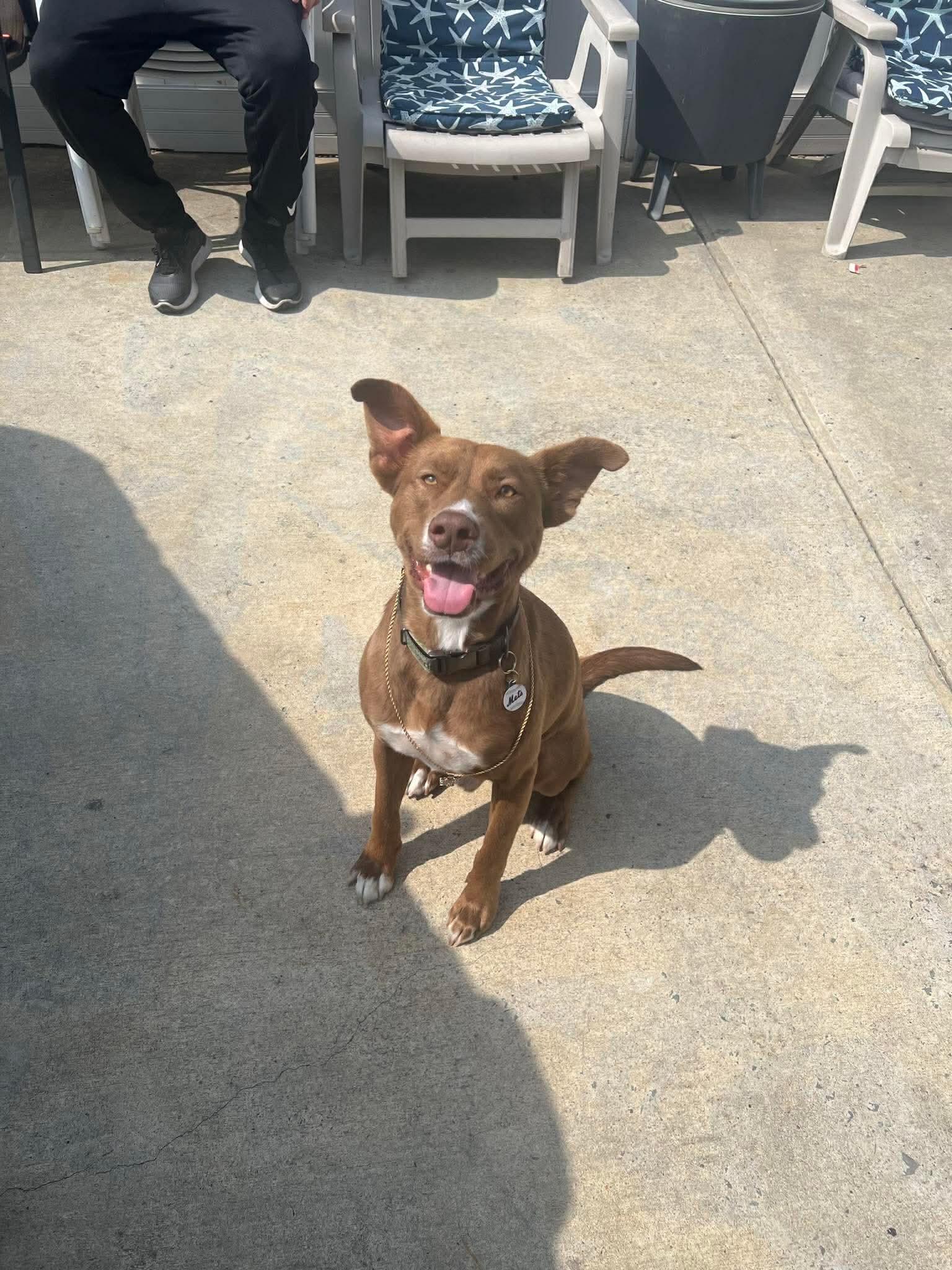 Enlarge Simon, a ADOPTABLE mixed breed in Ozone Park, NY image 3/4