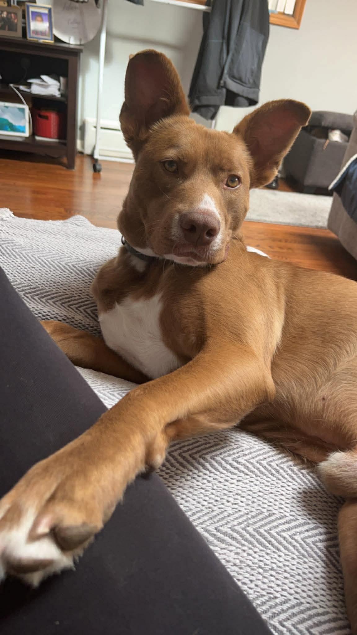 Enlarge Simon, a ADOPTABLE mixed breed in Ozone Park, NY image 2/4