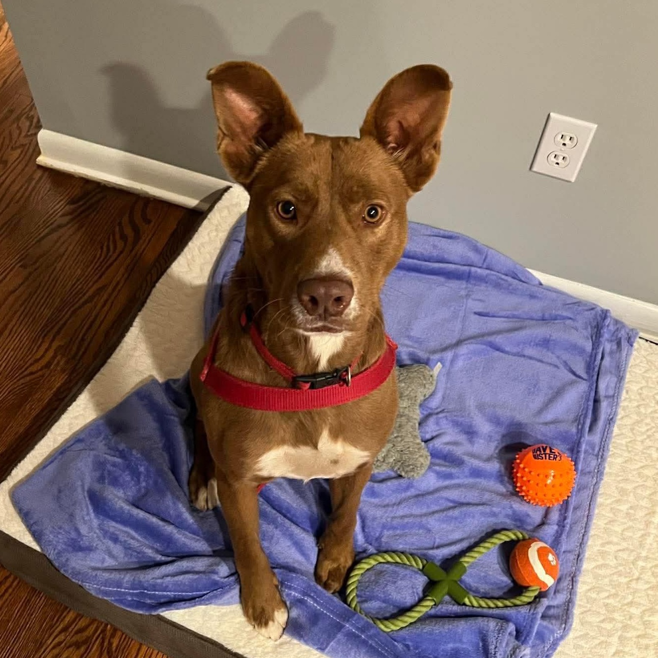 Enlarge Simon, a ADOPTABLE mixed breed in Ozone Park, NY image 1/4