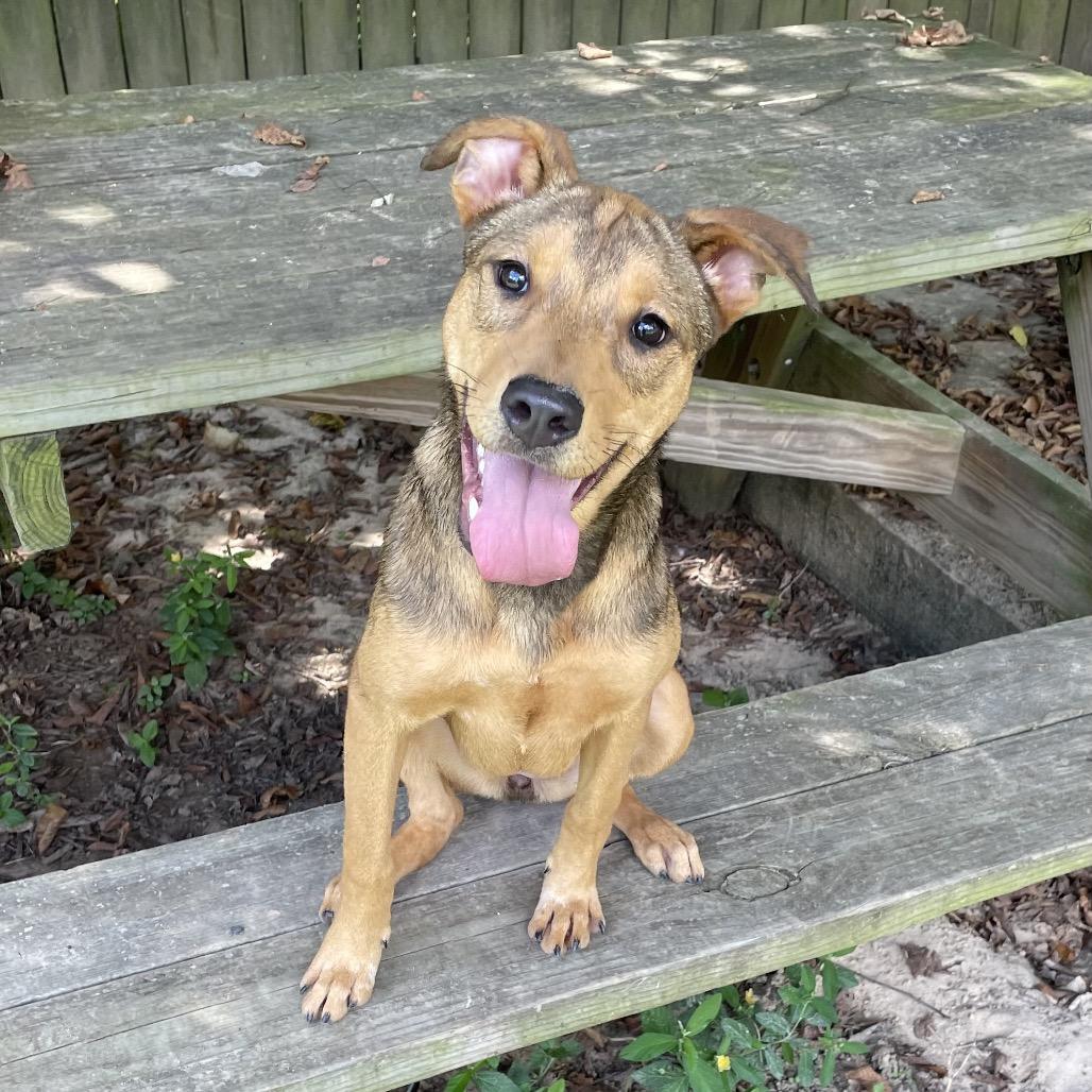Enlarge Lucky Charm, a Adoptable mixed breed in Livingston, TX image 2/6