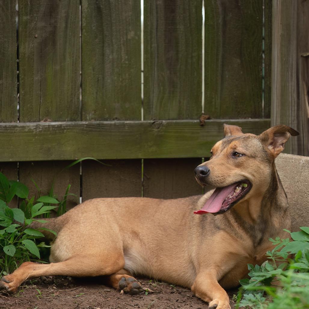 Enlarge Lucky Charm, a Adoptable mixed breed in Livingston, TX image 4/6