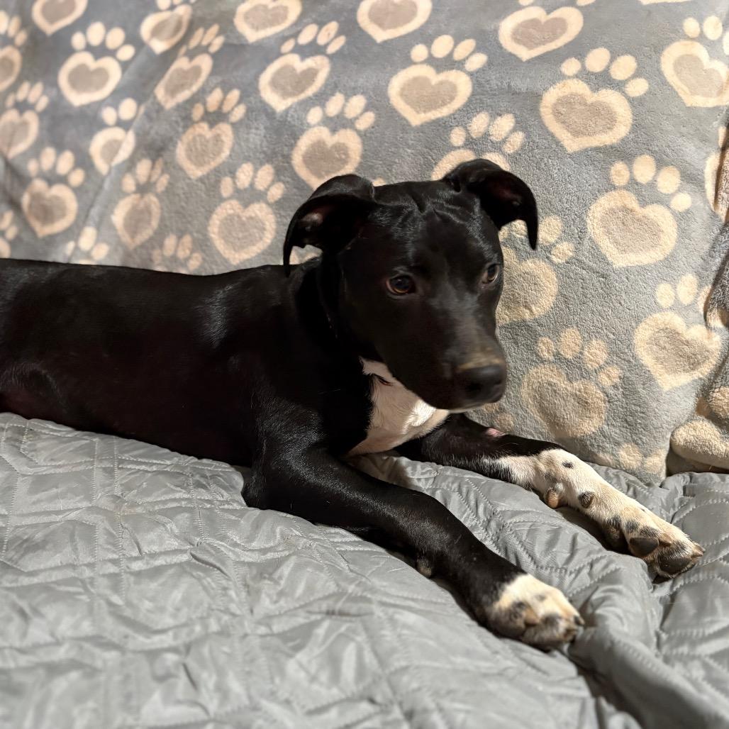 Roland, Adoptable, Young Male Chihuahua & Pit Bull Terrier.