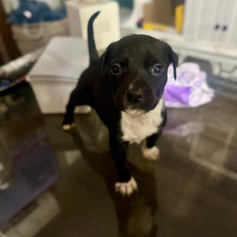 Enlarge Roland, a Adoptable mixed breed in Riverside, CA image 3/3