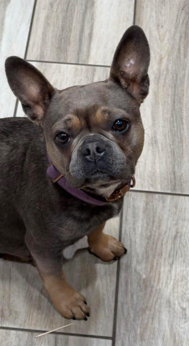 Emma, adopted, Adult Female French Bulldog.