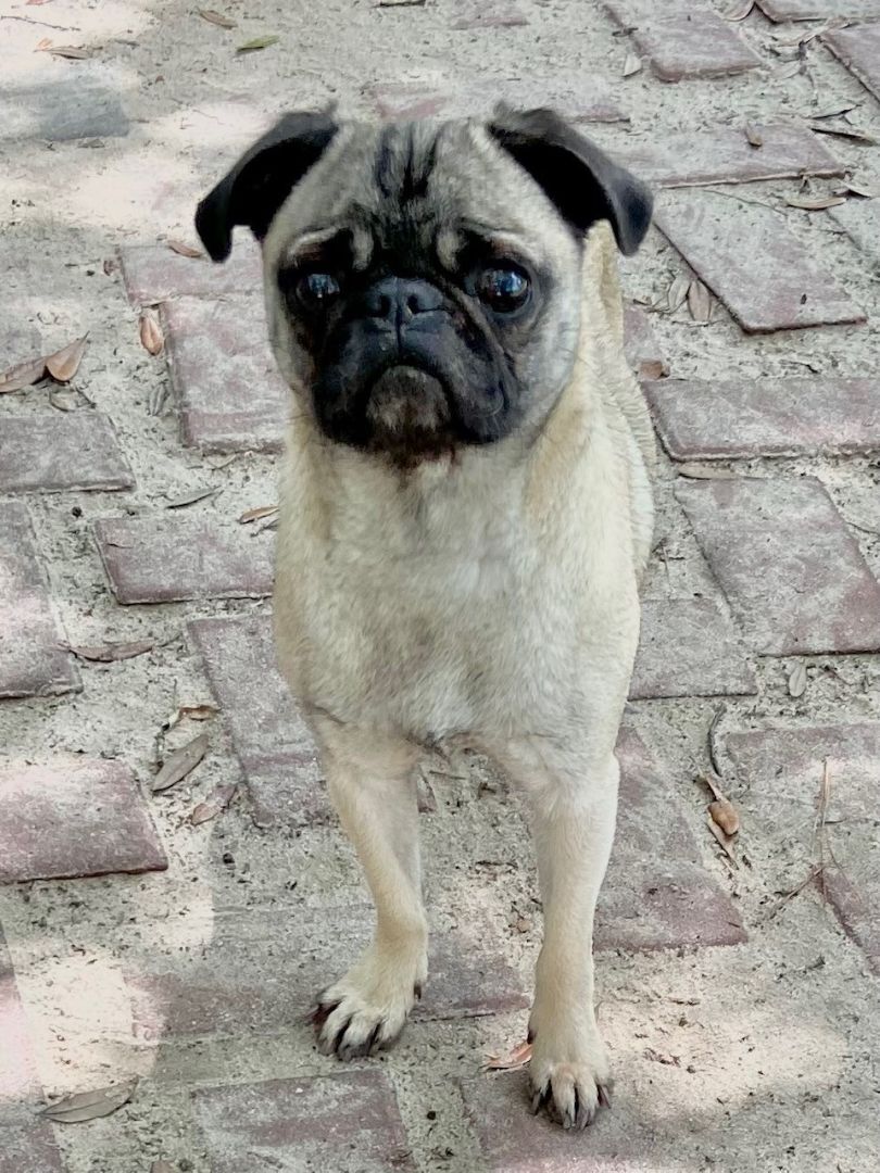 Irma, Adult Female Pug