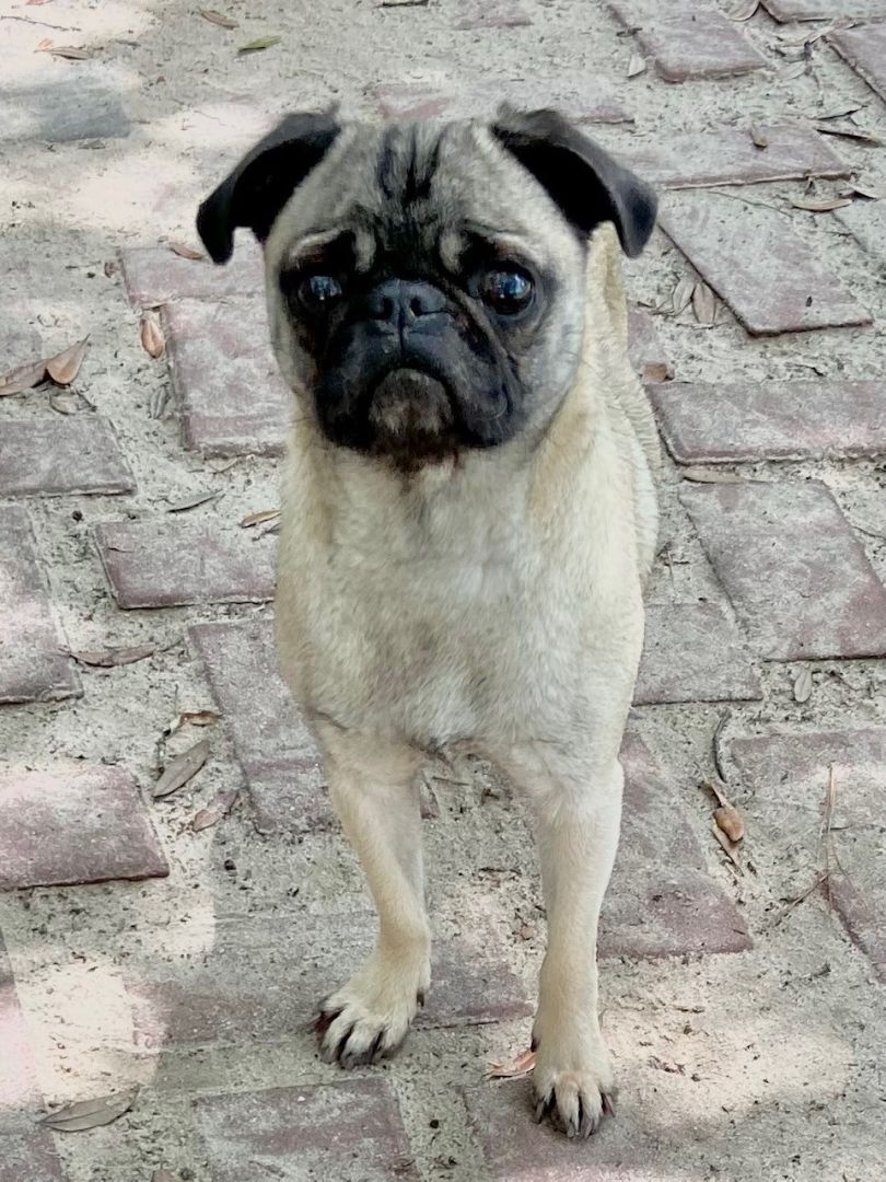 Irma, an adoptable Pug in Ridgeland, SC, 29936 | Photo Image 1