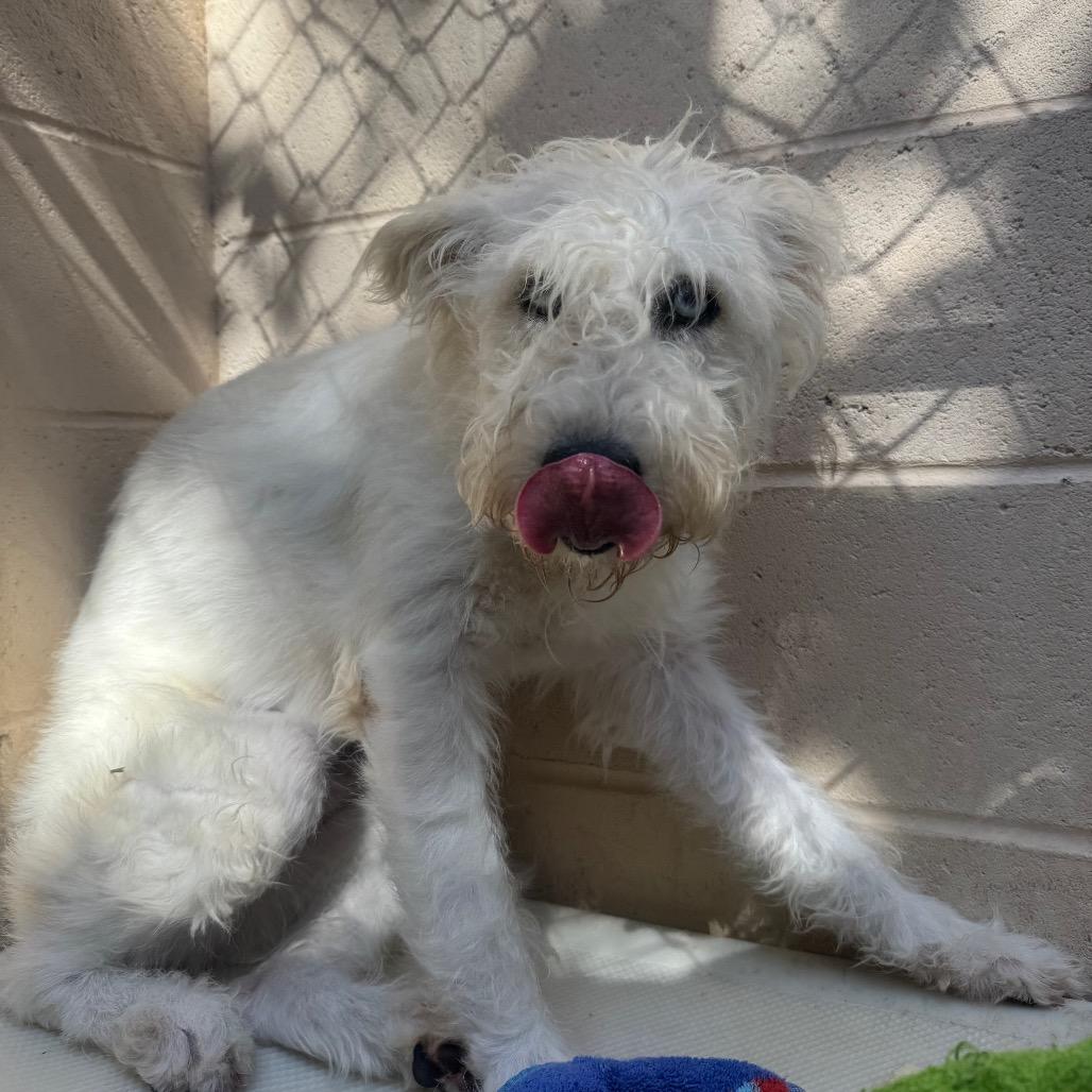 Bunny, Adoptable, Young Female Siberian Husky & Terrier.