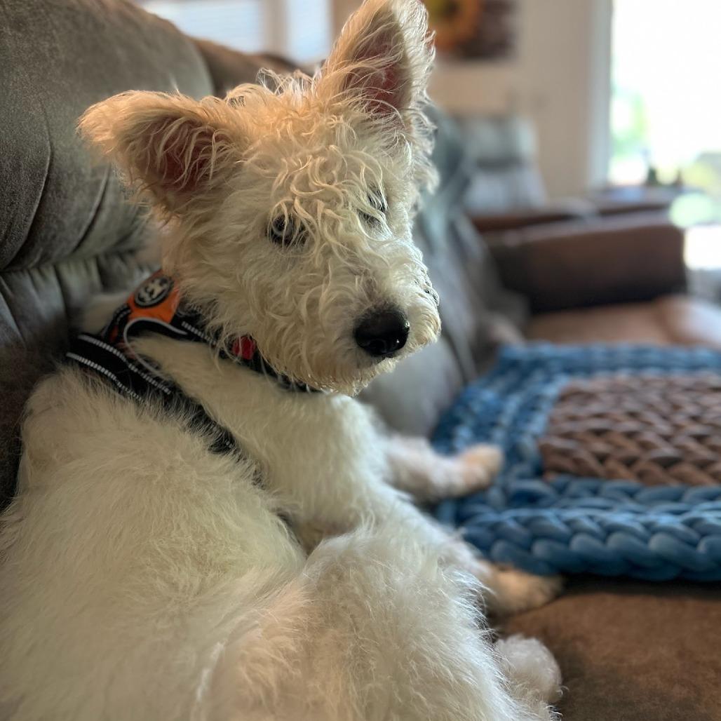 Bunny, a Adoptable mixed breed in Buellton, CA image 2/4
