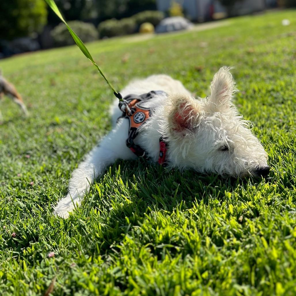 Bunny, a Adoptable mixed breed in Buellton, CA image 3/4