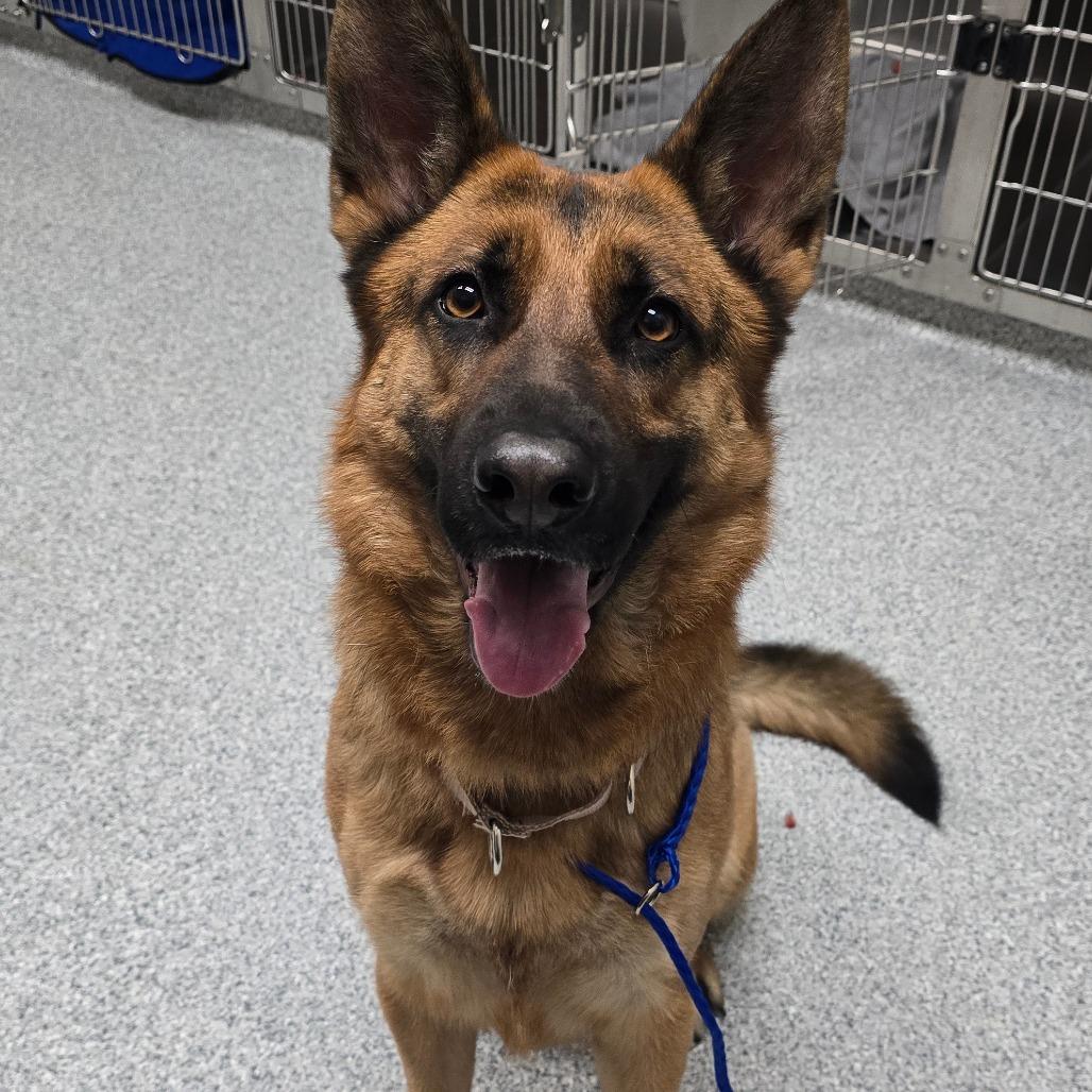 Enlarge Kyrah, a Adoptable German Shepherd Dog in Grand Rapids, MI image 1/1