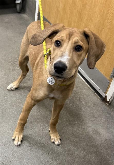 CANELITA — thumbnail 2