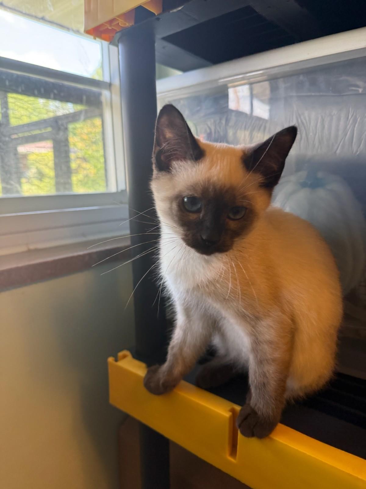 Esmarelda, Adopted, Kitten Female Siamese.