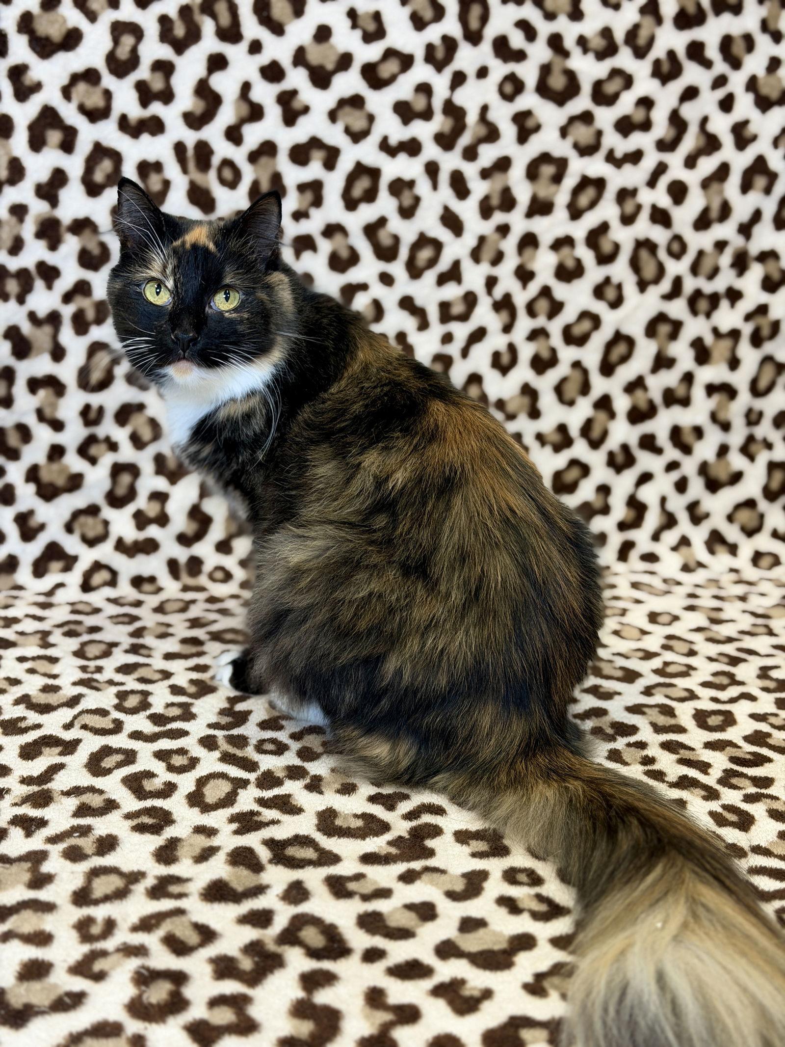 Enlarge Nessie, a Adoptable Domestic Medium Hair in West Cornwall, CT image 1/3