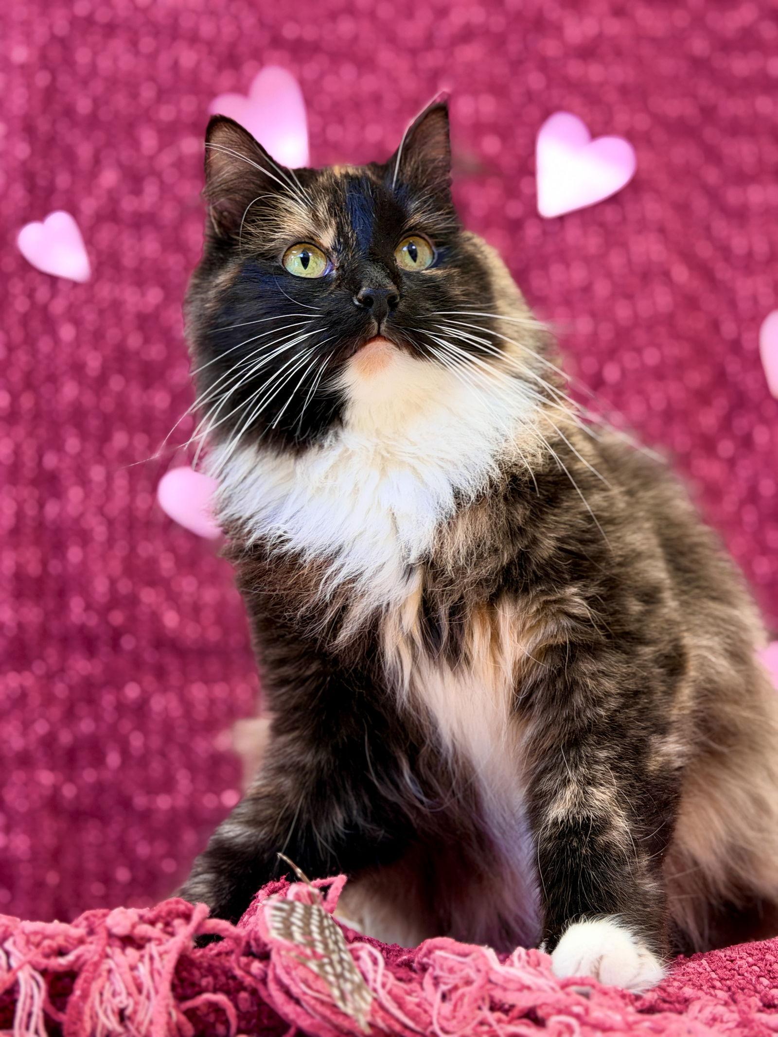 Nessie, a Adoptable Domestic Medium Hair in West Cornwall, CT image 2/3