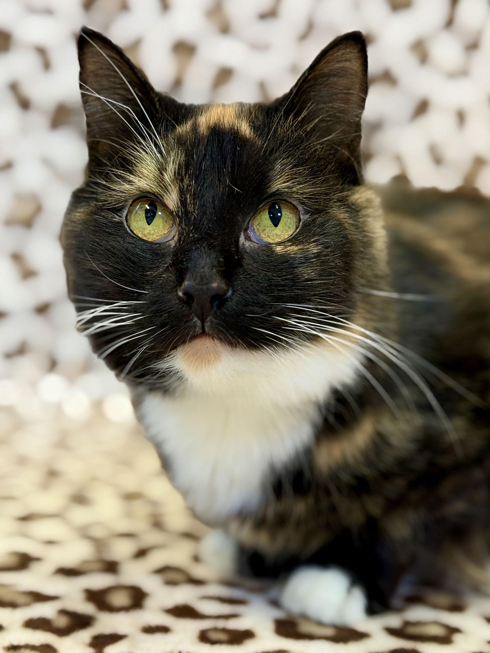 Enlarge Nessie, a Adoptable Domestic Medium Hair in West Cornwall, CT image 2/3
