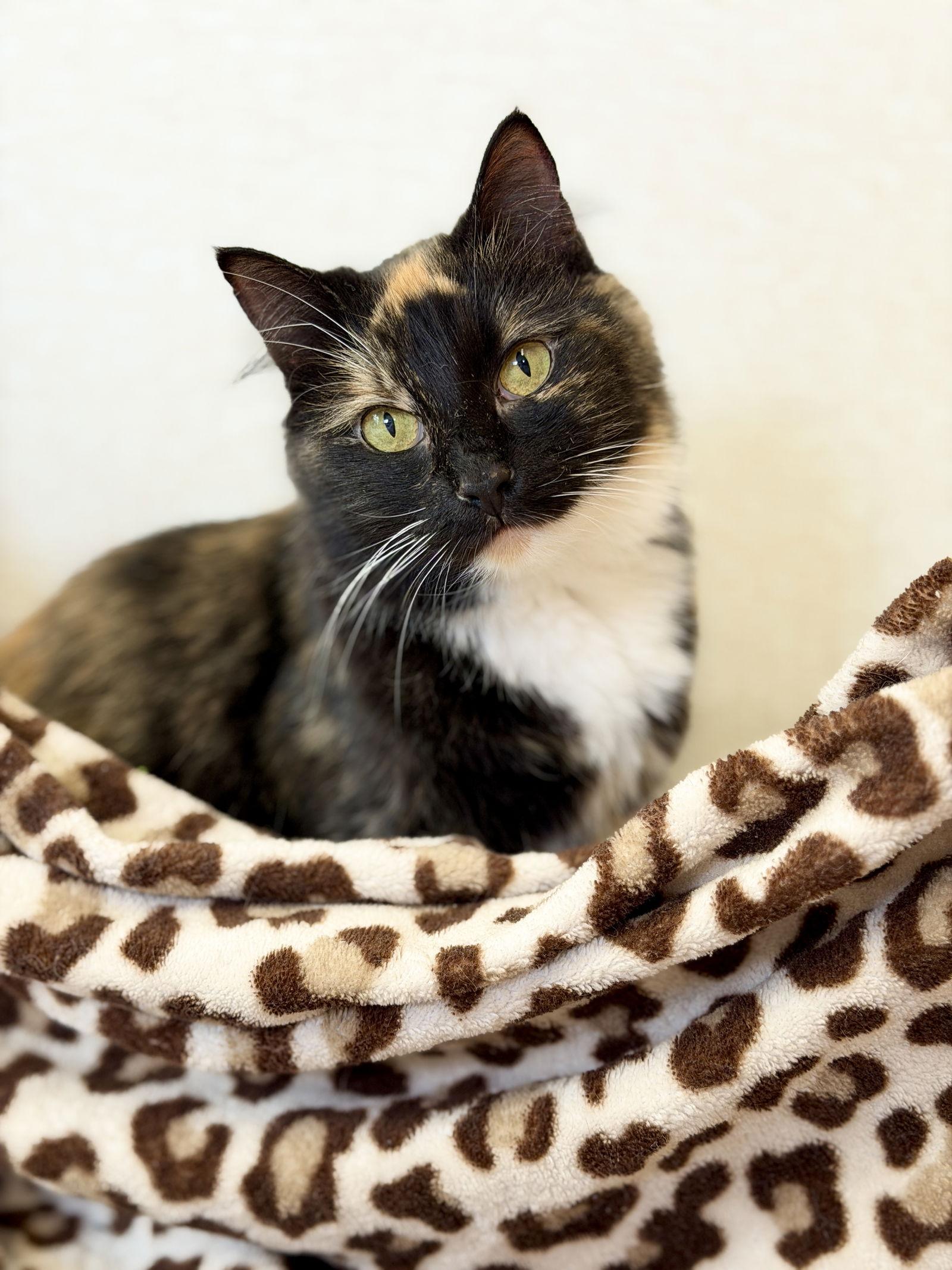 Enlarge Nessie, a Adoptable Domestic Medium Hair in West Cornwall, CT image 3/3